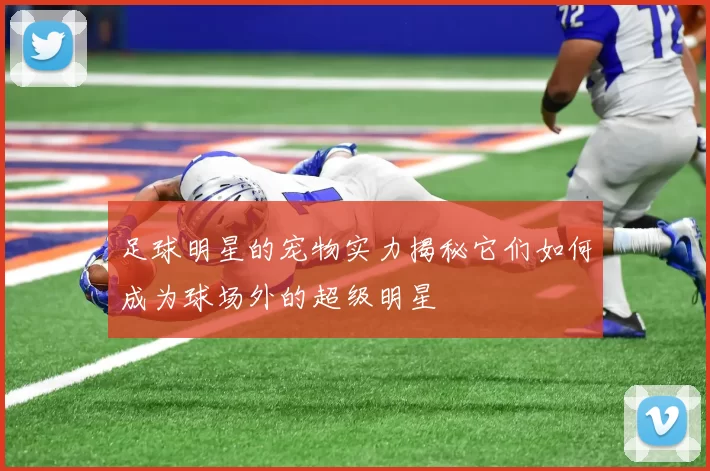 足球明星的宠物实力揭秘它们如何成为球场外的超级明星