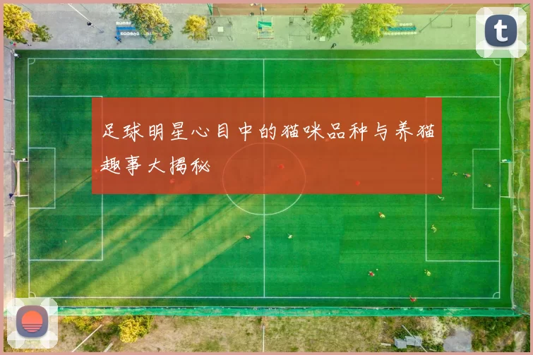 足球明星心目中的猫咪品种与养猫趣事大揭秘